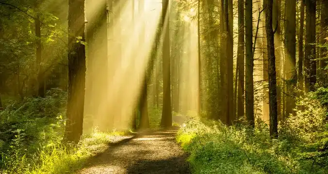 Forest path with sunlight